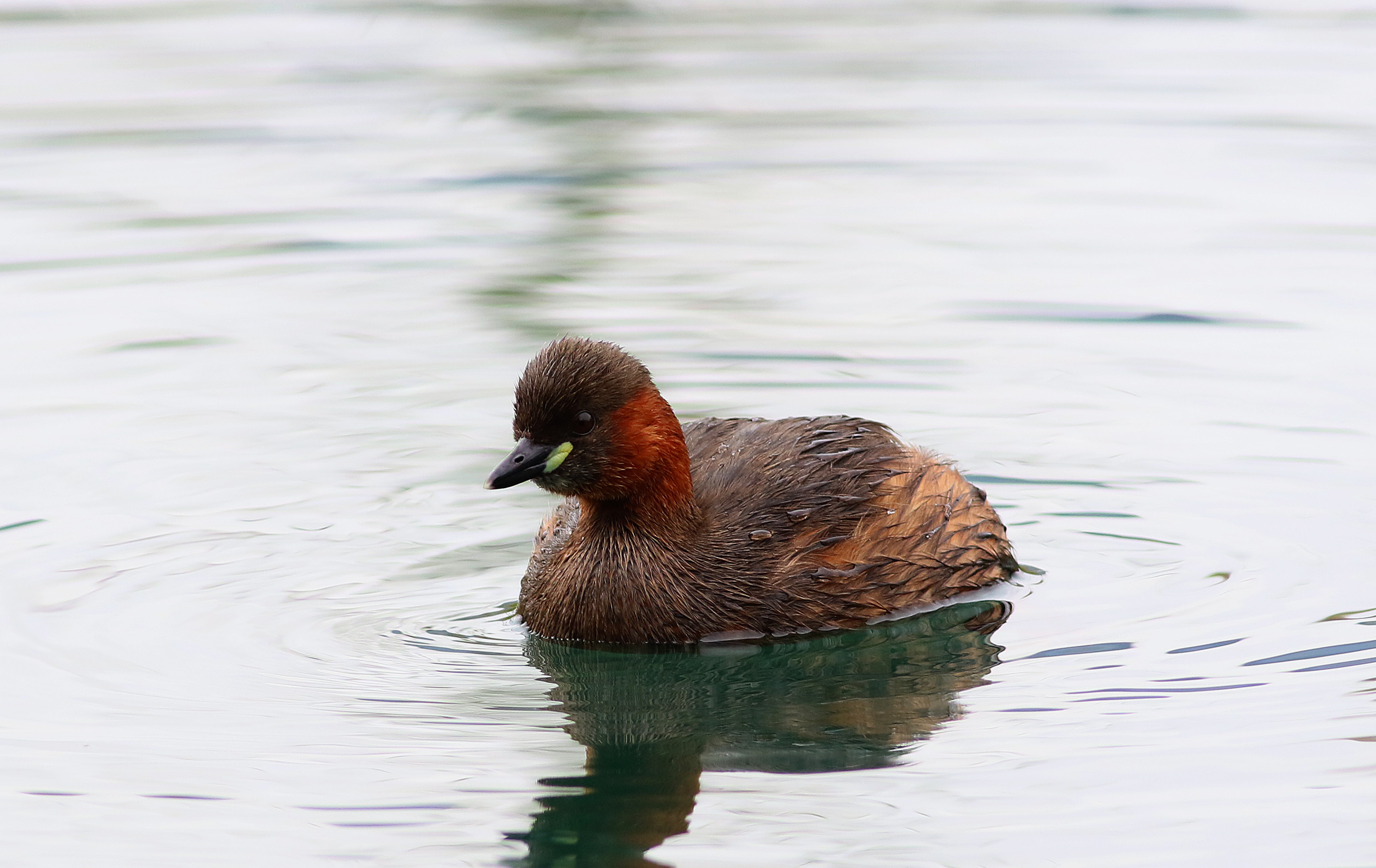 Little Grebe